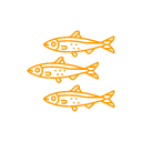 mackerel, herring, sardines